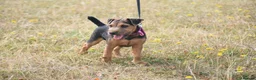 Lakeland Terrier dogs for sale: Beautiful Lakeland Bitch - Advert 4