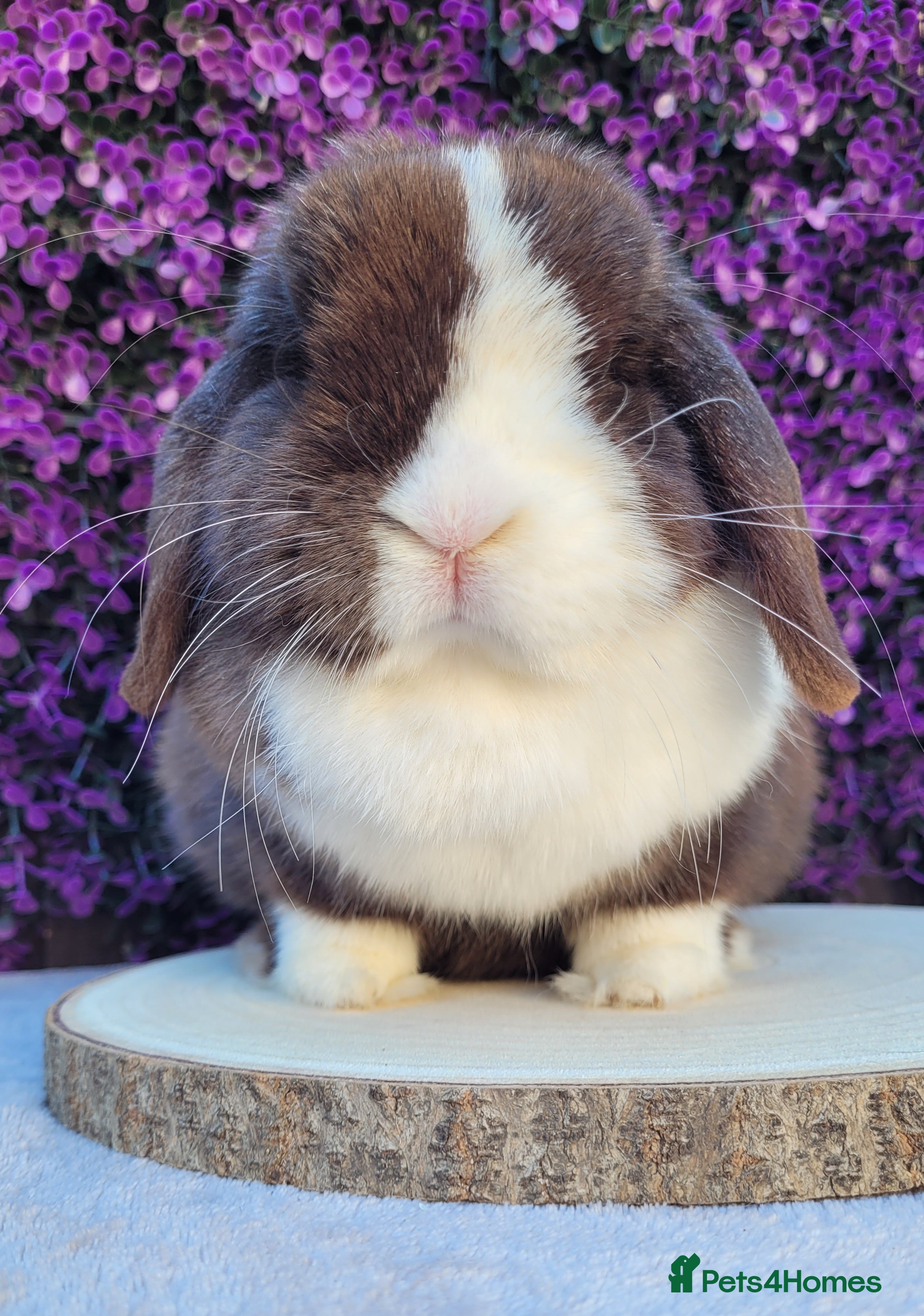 Mini Lop rabbits Beautiful Purebred Mini Lop Bunnies - Advert 2