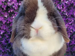 Mini Lop rabbits Beautiful Purebred Mini Lop Bunnies - Advert 2