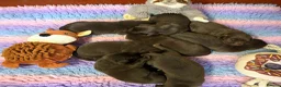 Cockerdor dogs for sale: Beautiful chocolate Springador puppies  - Advert 5