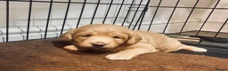 Labradoodle dogs for sale: Toy Labradoodle Girl - Advert 5