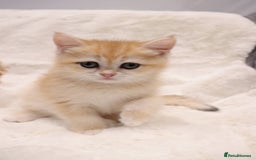 British Shorthair cats for sale: Champion Bloodlines BSH kittens  - Image 23