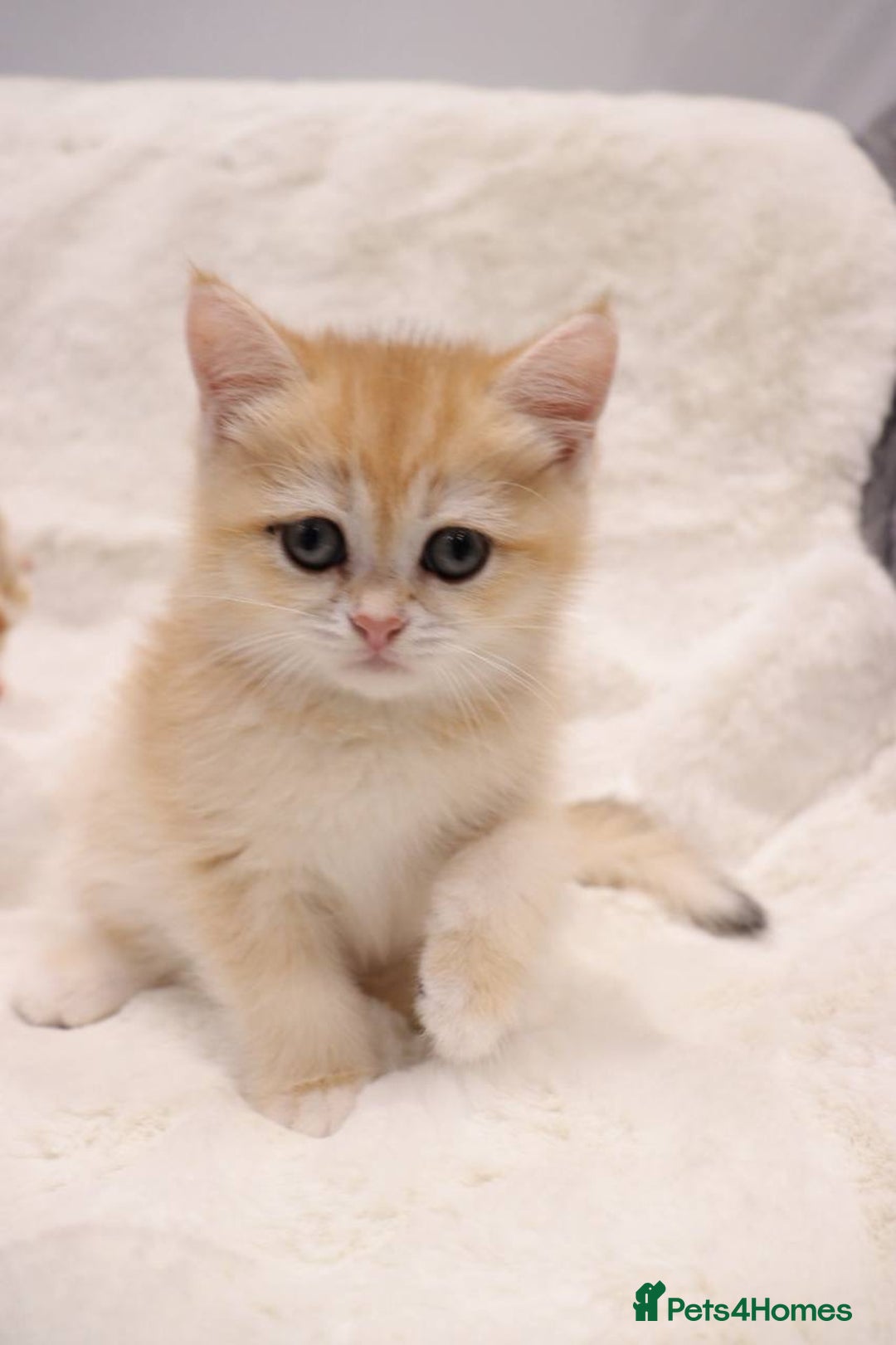 British Shorthair cats for sale: Champion Bloodlines BSH kittens  - Image 23
