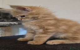 Maine Coon cats for sale: Beautiful Maine coon kittens  - Image 16