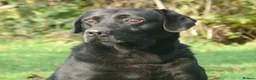 Labrador Retriever dogs for sale: OUTSTANDING LITTER OF BLACK & YELLOW PUPPIES - Advert 11