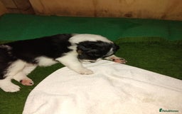 Border Collie dogs for sale: Border Collie 3/4 Kelpie 1/4 puppies - Image 11