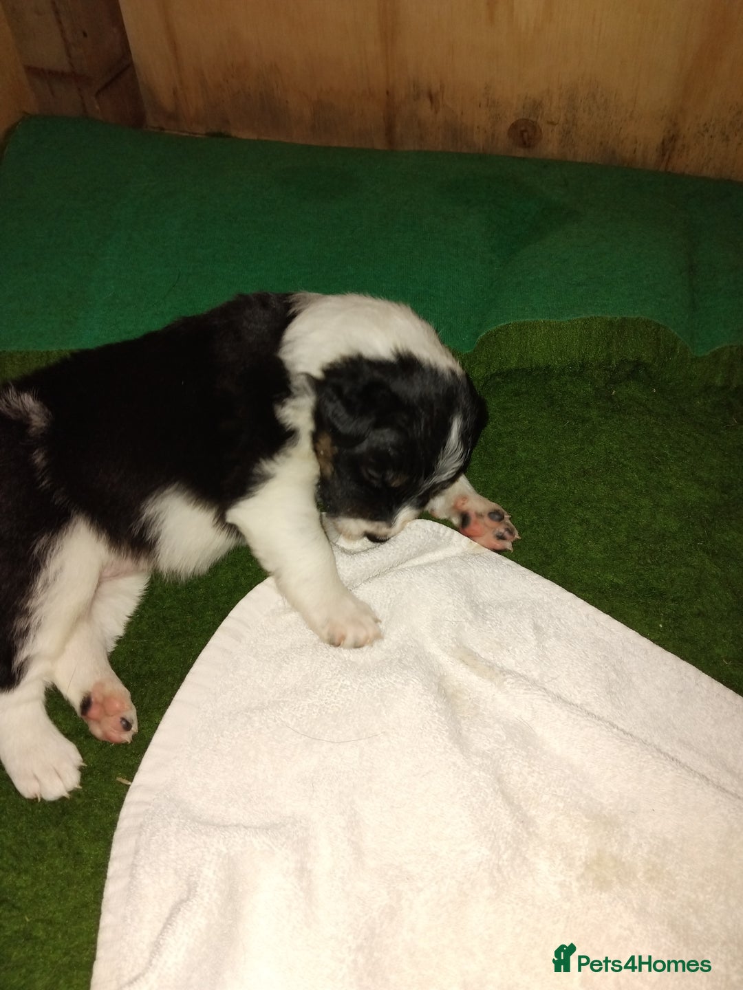 Border Collie dogs for sale: Border Collie 3/4 Kelpie 1/4 puppies - Image 11