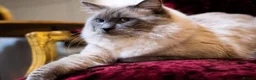 Ragdoll cats for sale: Adorable, Purebred GCCF Registered Ragdoll Kittens in London - Advert 37