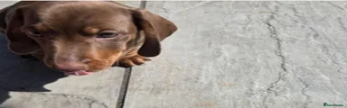 Miniature Dachshund Puppy 1