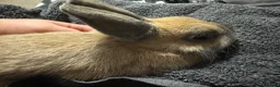 Netherland Dwarf rabbits for sale: Netherland Dwarf babies  - Advert 23