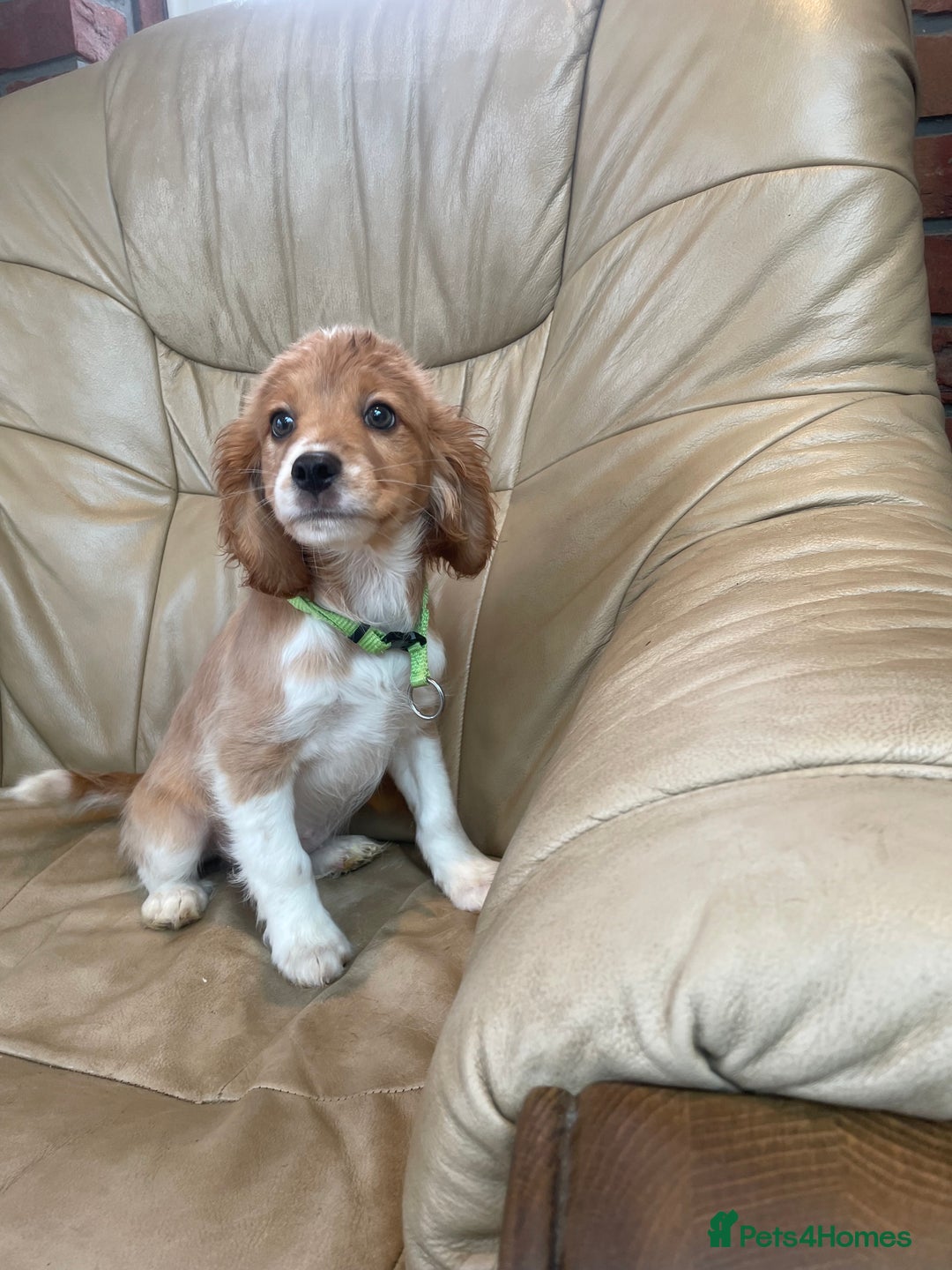Cavalier King Charles Spaniel dogs for sale: Boy and girls available  - Advert 2
