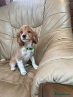 Cavalier King Charles Spaniel dogs Boy and girls available - Advert 15