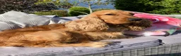Cocker Spaniel dogs for sale: Quality DNA clear show cocker spaniels  - Advert 25