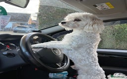 Maltese dogs for stud: Maltese boy for stud - Image 1