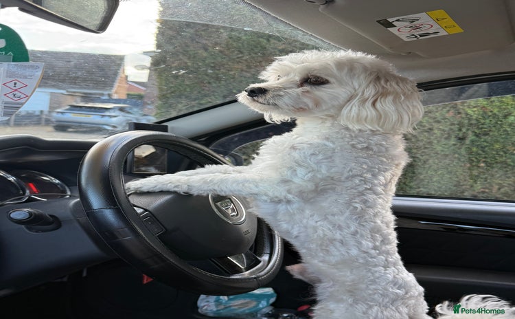 Maltese dogs - Advert 7