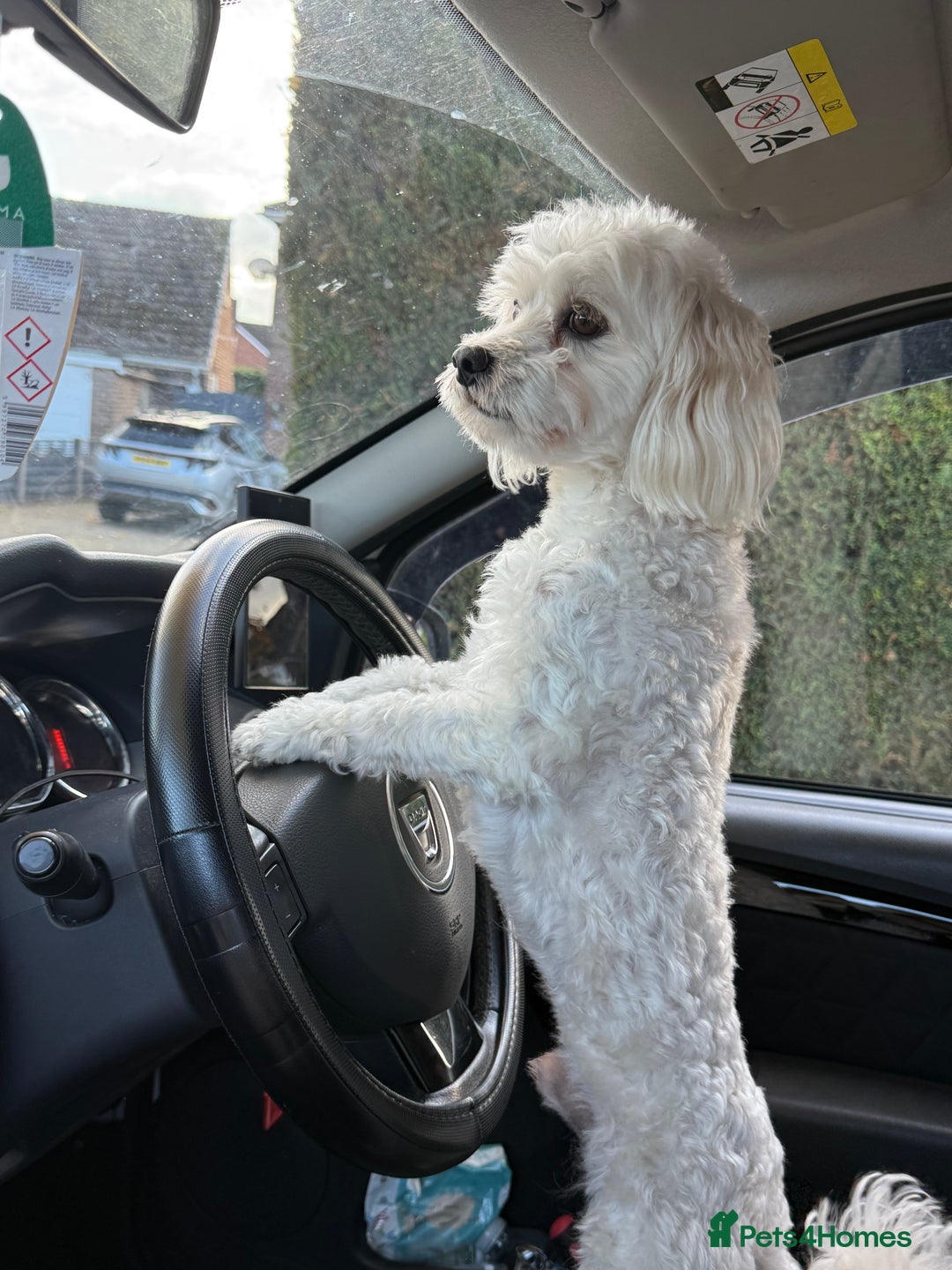 Maltese dogs for stud: Maltese boy for stud - Image 1