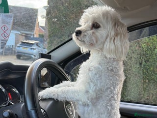 Maltese dogs - Advert 1