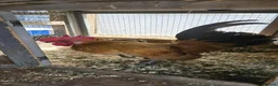 Chickens poultry for sale: 🐓 Serama Bantam Chickens & Roosters 🐓 - Advert 4