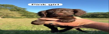 Sprocker 6
