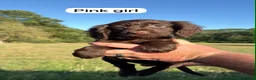 Sprocker dogs for sale: 5* F1 Sprocker puppies - Advert 4