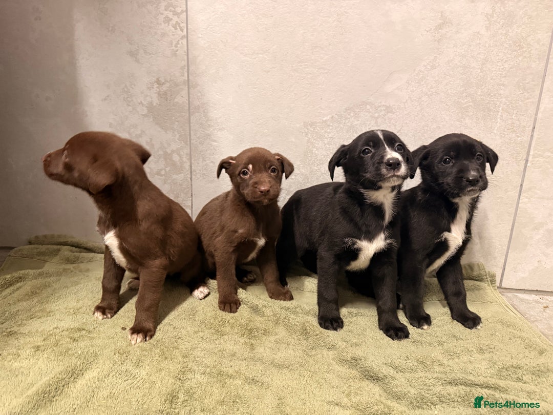 Mixed Breed dogs for sale: SURPRISE SURPRISE  - Advert 7