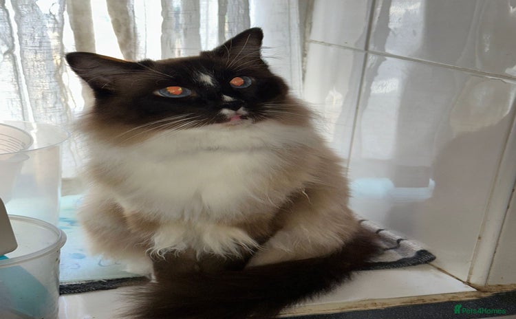 Ragdoll cats - Advert 13