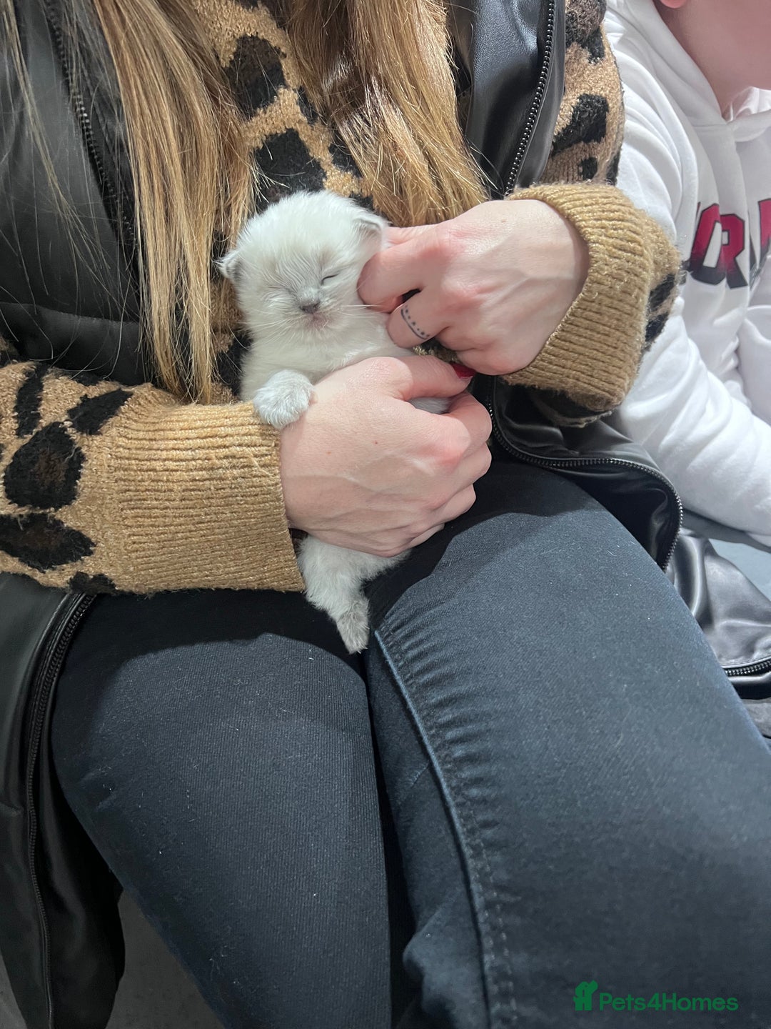 Ragdoll cats for sale: Adorable Ragdoll kittens  - Advert 7