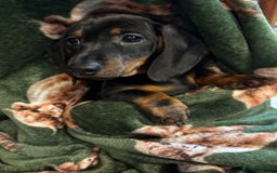 Dachshund dogs for sale: 5 stunning Dachshund puppies - Image 20