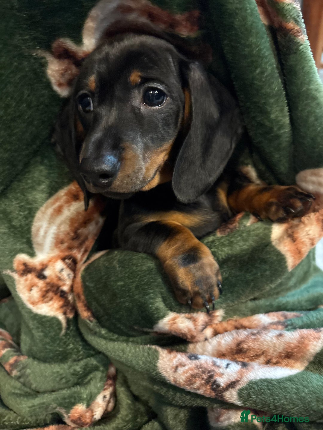 Dachshund dogs for sale: 5 stunning Dachshund puppies - Image 20