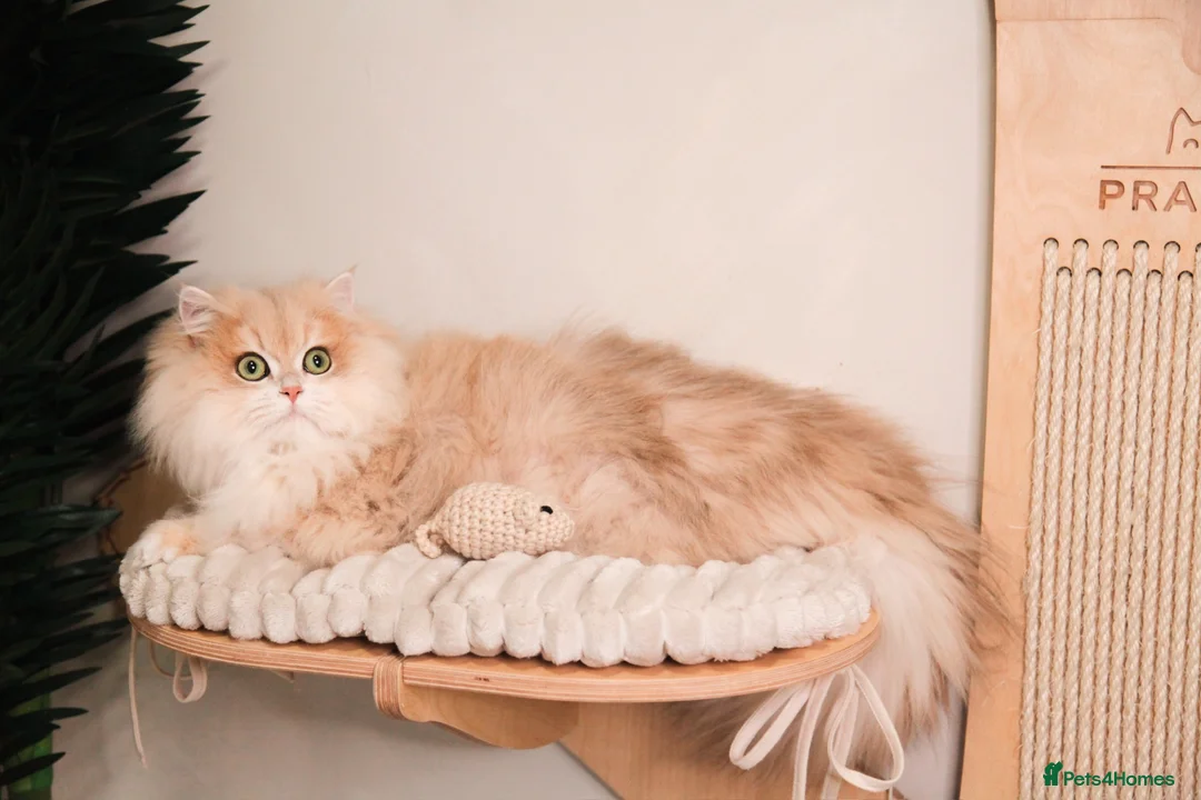 British Longhair cats for sale: Vet bred teddybear lap cats gccf - Advert 2