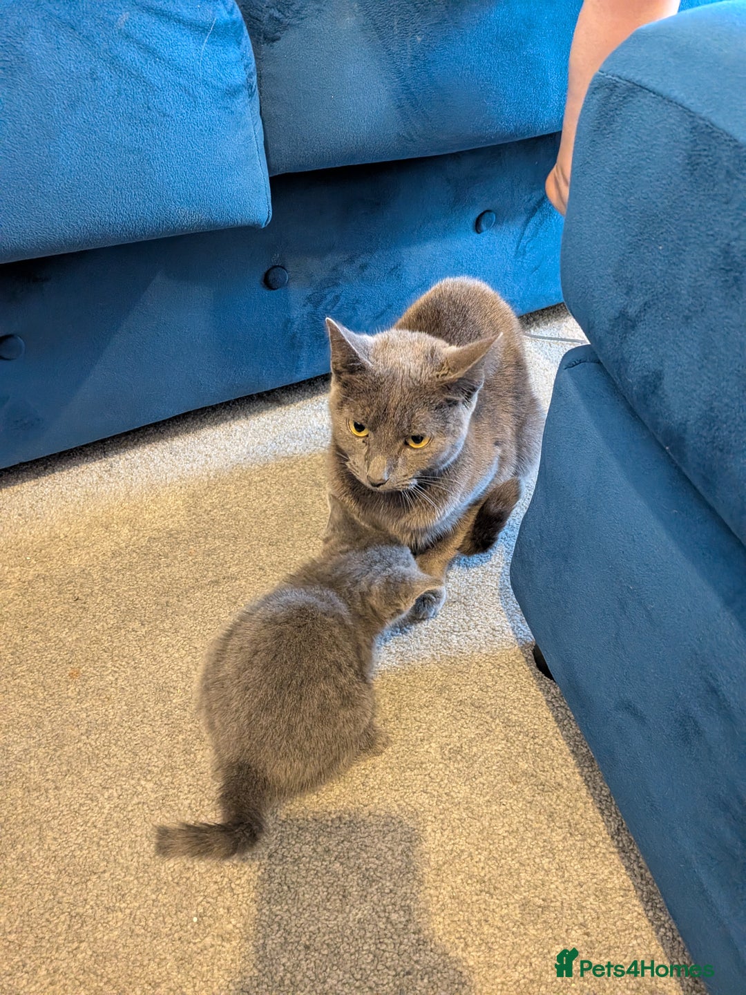 Russian Blue cats for sale: Male Russian blue kitten  - Advert 10