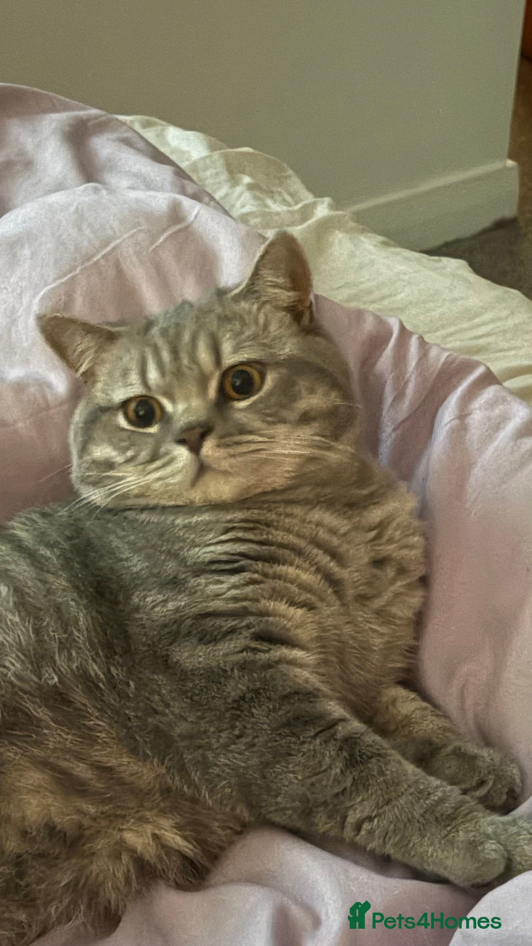British Shorthair cats for sale: Male BSH 1 Year Old  - Advert 6