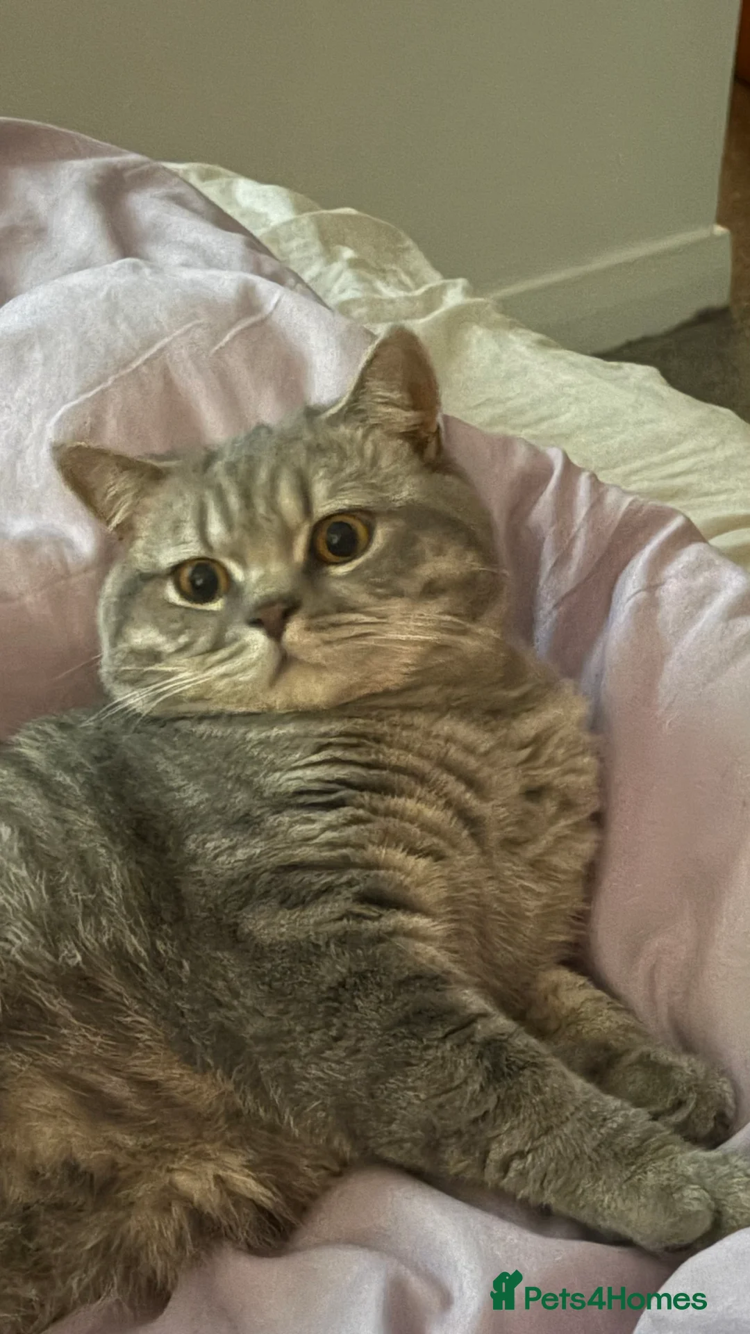 British Shorthair cats for sale: Male BSH 1 Year Old  - Advert 6