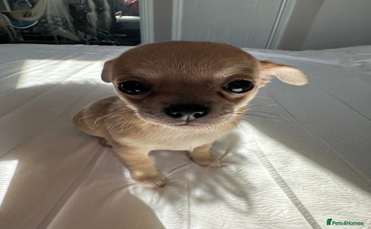 Chihuahua dogs - Advert 13