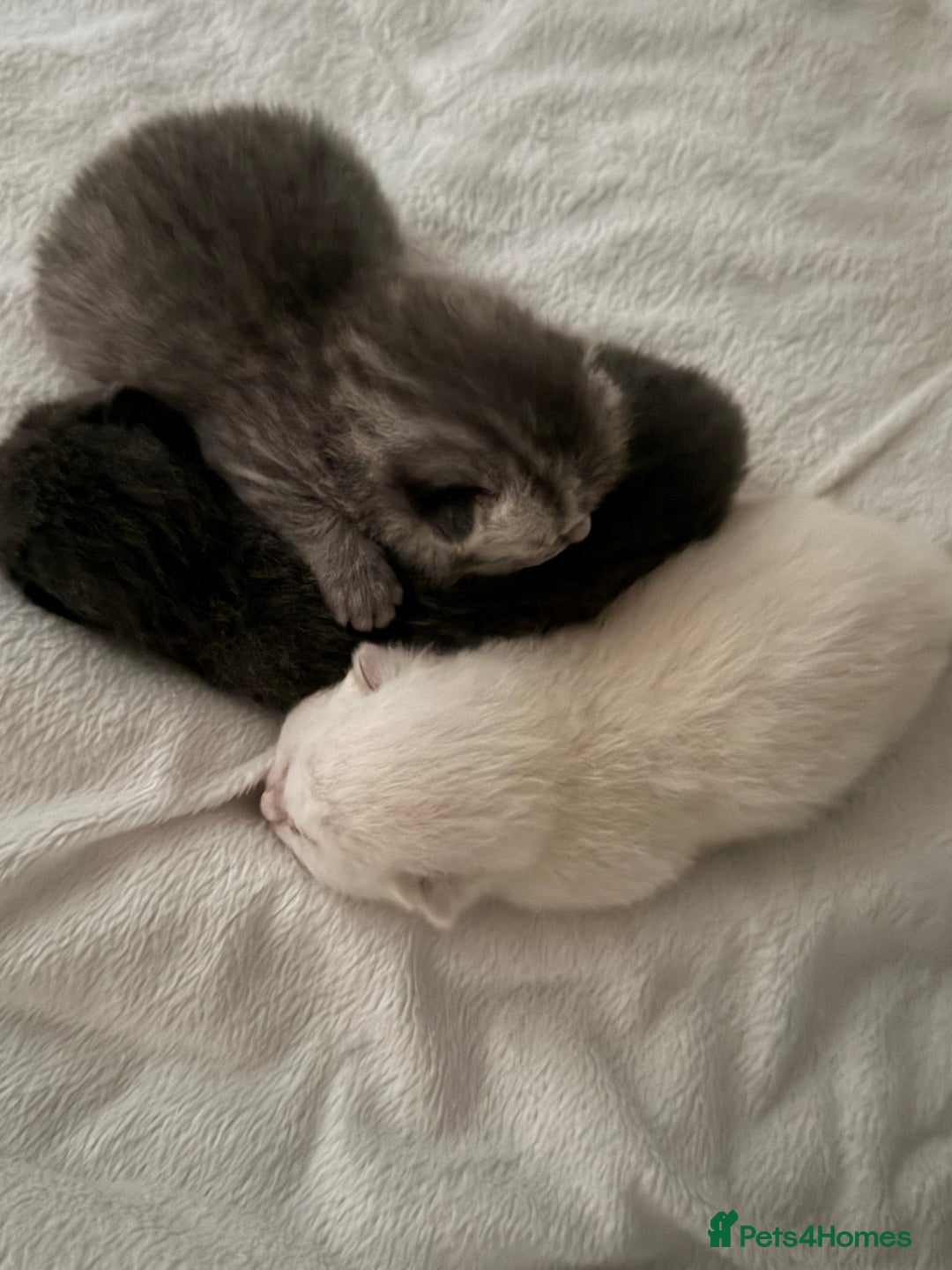 British Shorthair cats for sale: British Shorthair vs Scottish Fold  - Advert 6