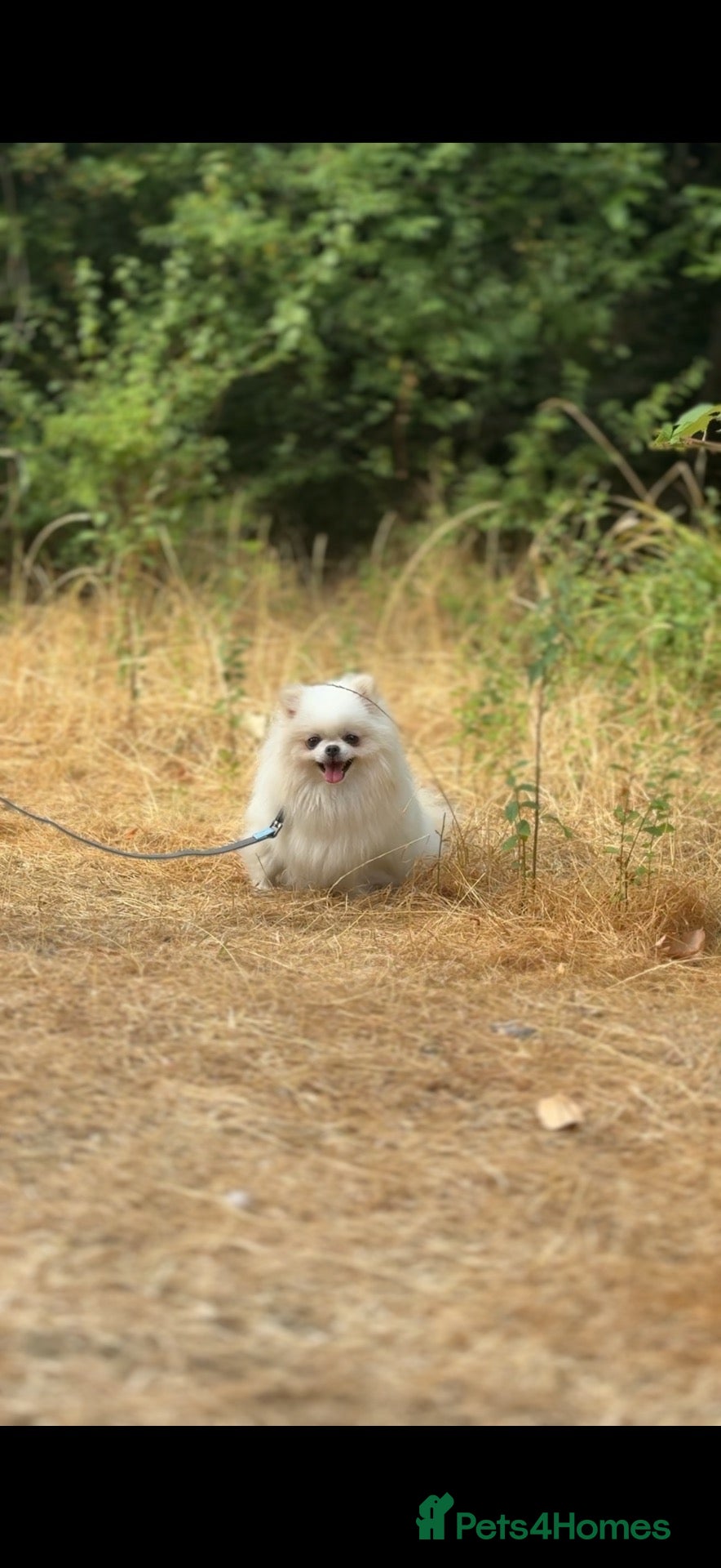 Pomeranian dogs Very beautiful 🌸🧸Mini girl🌸 3 years old  - Advert 2