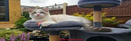 Ragdoll cats for sale: GCCF PEDIGREE CERTIFICATE KITTENS  - Advert 13