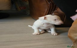Miniature Bull terrier dogs for sale: Miniature Bull Terrier  - Image 25