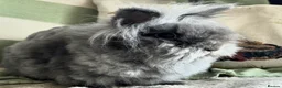 Lionhead rabbits for sale: Beautiful lion head female - Advert 5