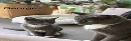 Mixed Breed cats for sale: Half Russian Blue kittens - Advert 5