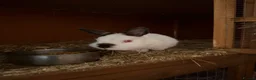 Netherland Dwarf rabbits for sale: Pure Bred Netherlands Dwarf and a Pair of Dutch! in York - Advert 4