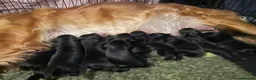 Goldador dogs for sale: Extensively health tested Goldador 5⭐️ homebreeder - Advert 8