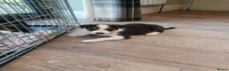 Border Collie dogs for sale: Border collie pups for sale - Advert 8