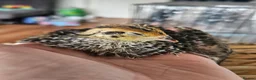 Quail poultry for sale: Various aged quails - Advert 3