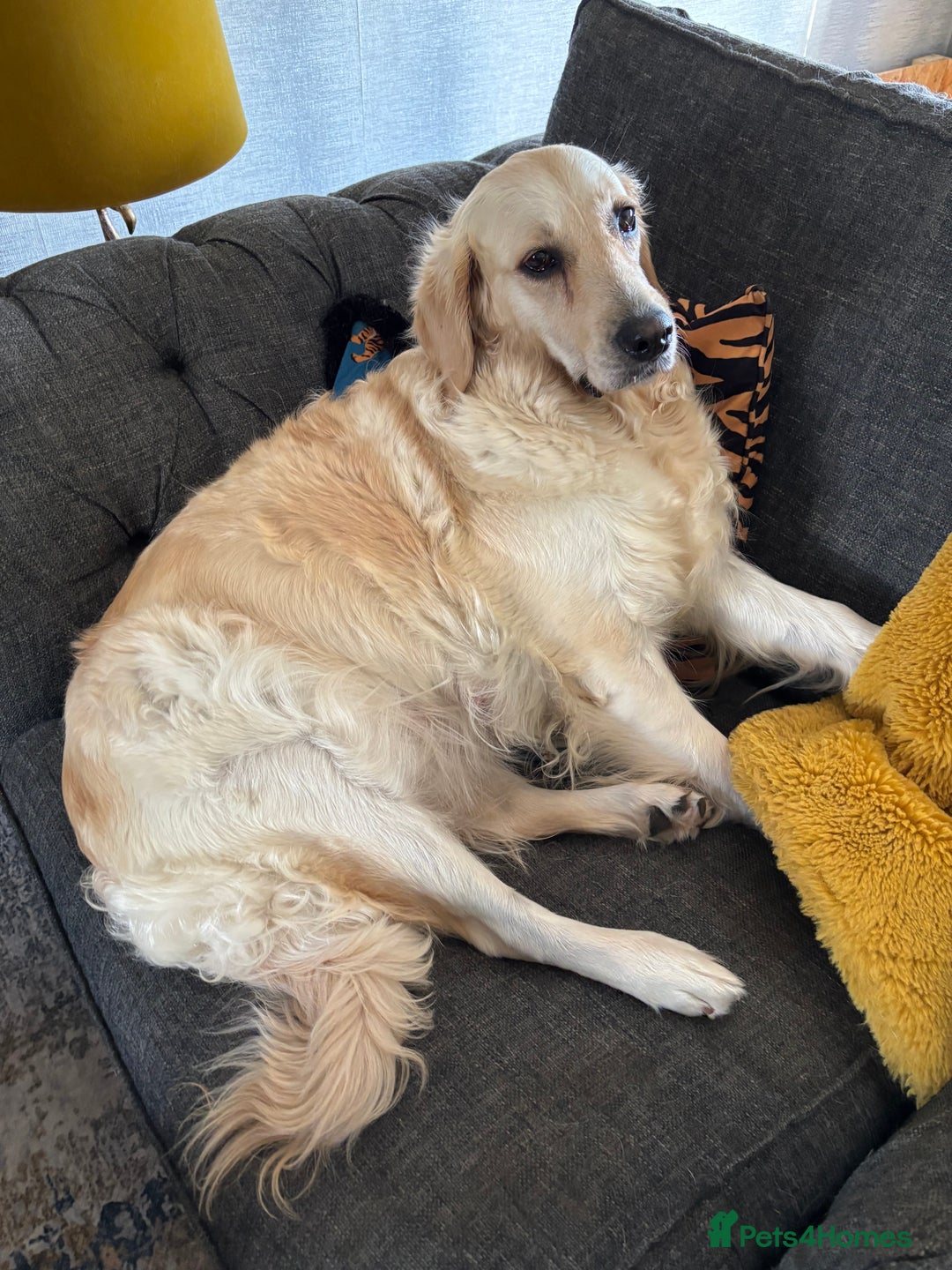 Golden Retriever dogs for sale: Golden retriever puppies  - Image 29