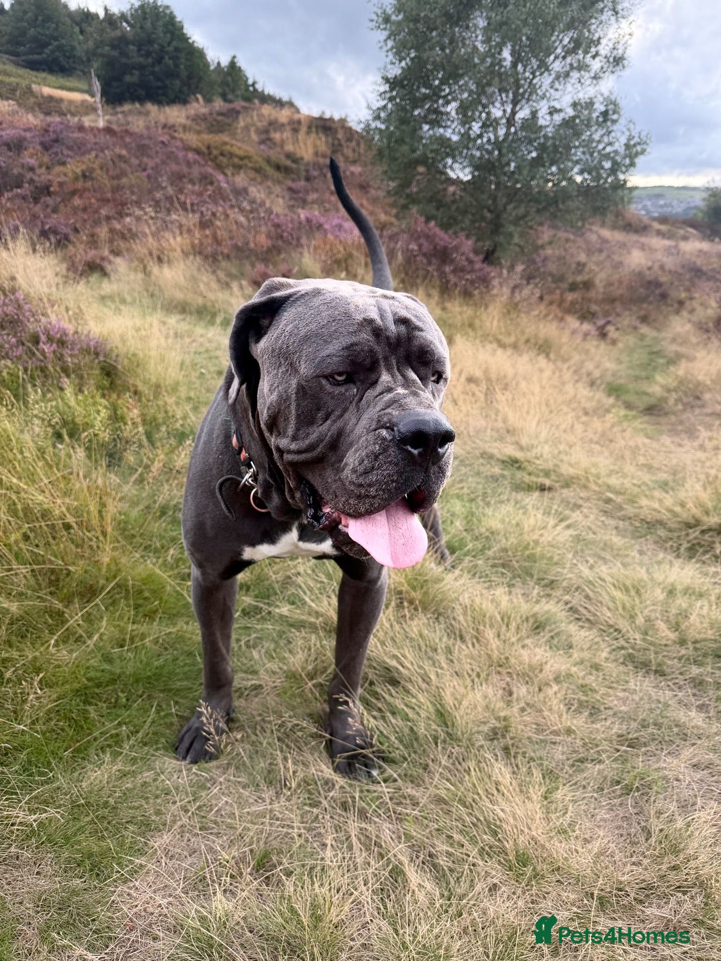 Cane Corso dogs  Cane Corso Boy Looking for His Forever Home 🏡❤️ - Advert 3