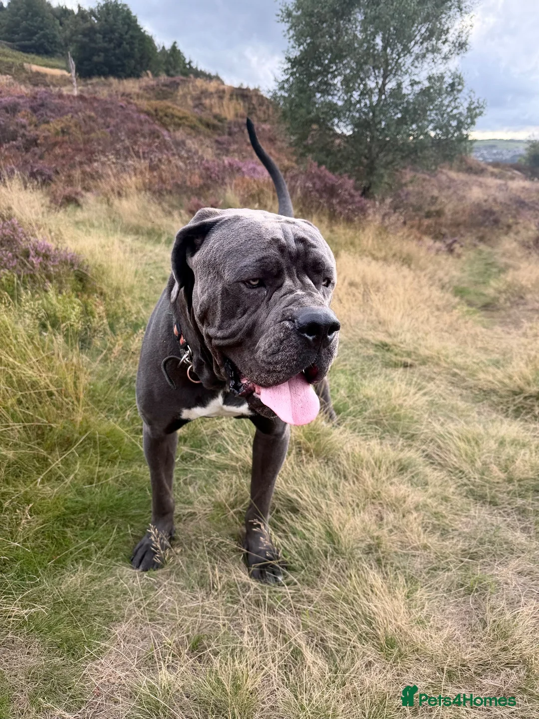 Cane Corso dogs for sale:  Cane Corso Boy Looking for His Forever Home 🏡❤️ - Advert 1