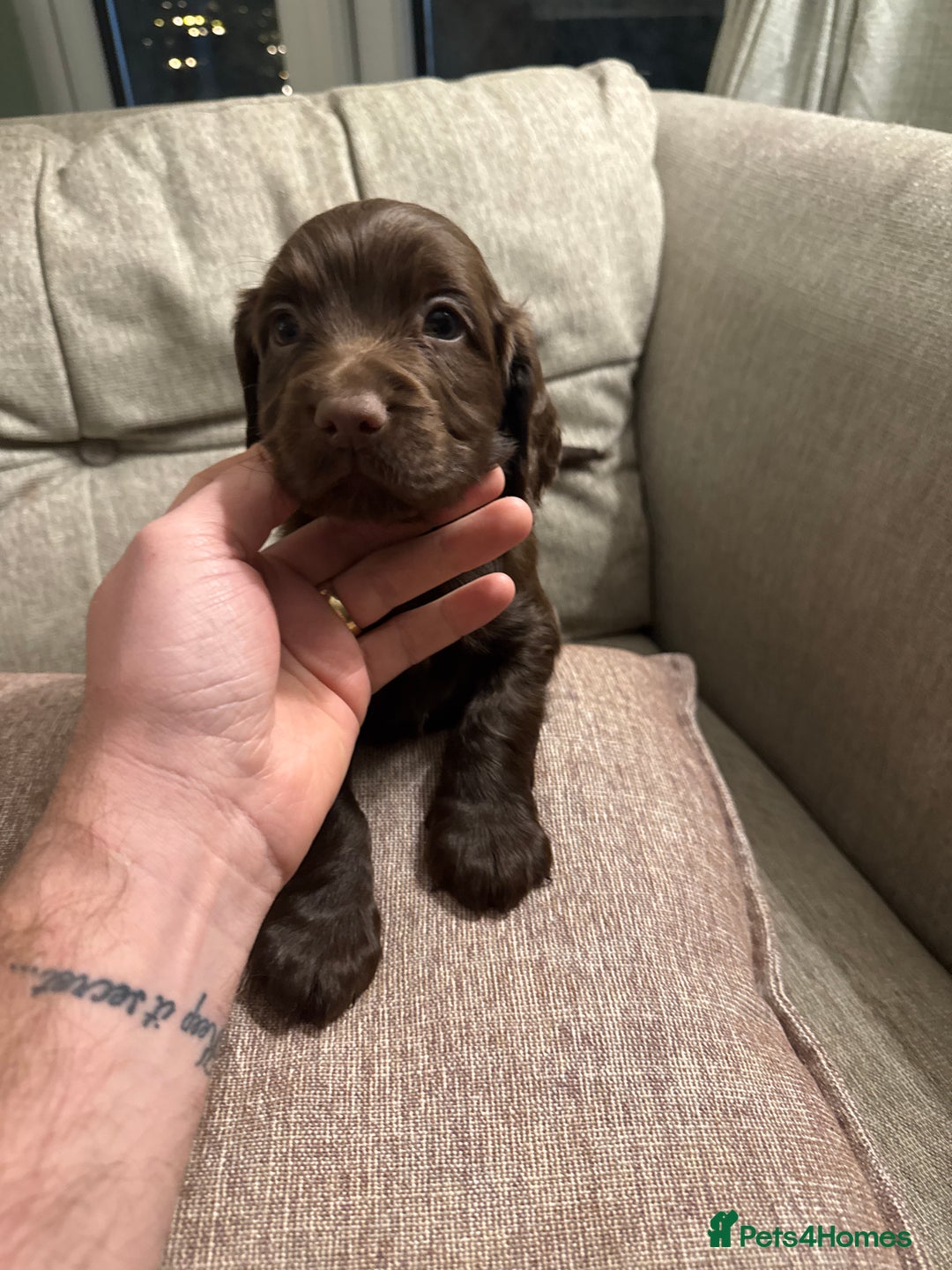 Cocker Spaniel dogs for sale: Litter of Cocker Spaniels ready for New Year - Advert 23