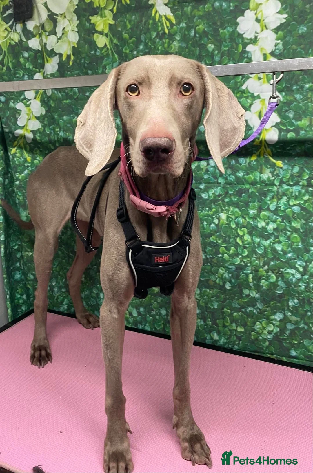 Weimaraner dogs for sale: Belle - Advert 1