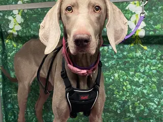 Weimaraner dogs Belle - Advert 1